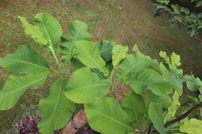 Magnolia hybr. Ashei - hybrid šácholanu velkolistého - listy